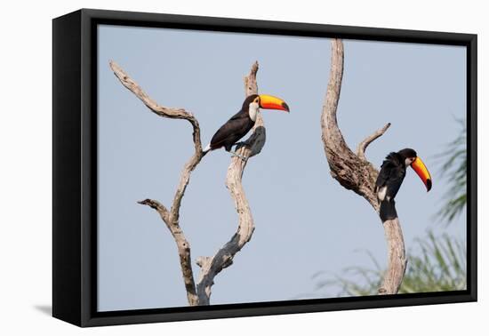 Two Tucans in a Tree-Howard Ruby-Framed Premier Image Canvas