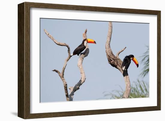 Two Tucans in a Tree-Howard Ruby-Framed Photographic Print