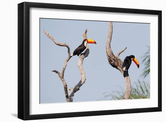 Two Tucans in a Tree-Howard Ruby-Framed Photographic Print