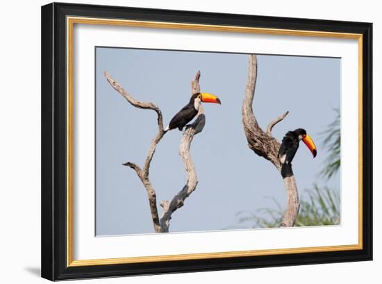 Two Tucans in a Tree-Howard Ruby-Framed Photographic Print