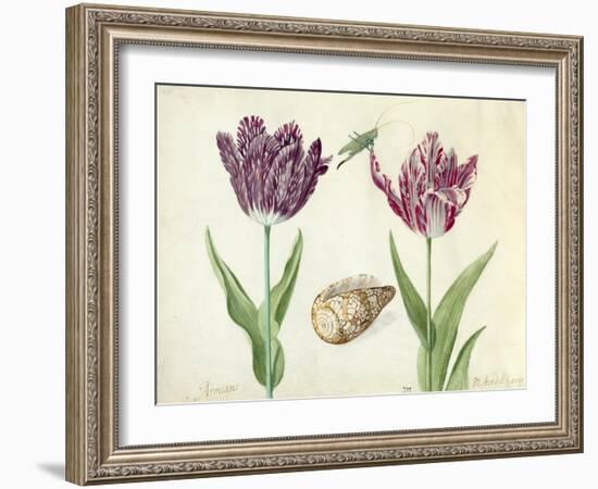 Two Tulips, a shell and a grasshopper, 1637-45-Jacob Marrel-Framed Giclee Print