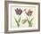 Two Tulips, a shell and a grasshopper, 1637-45-Jacob Marrel-Framed Giclee Print