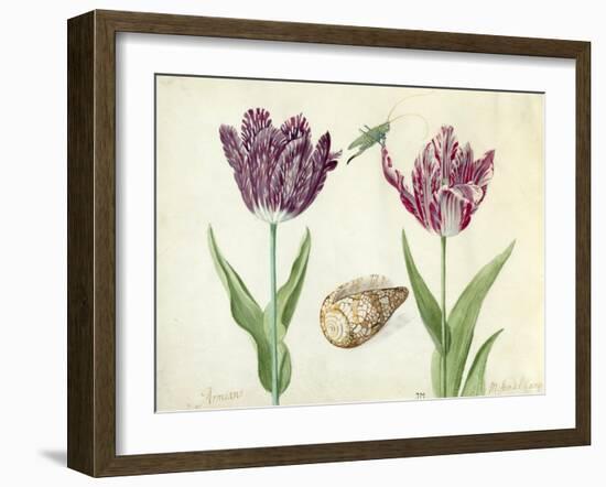 Two Tulips, a shell and a grasshopper, 1637-45-Jacob Marrel-Framed Giclee Print