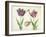 Two Tulips, a shell and a grasshopper, 1637-45-Jacob Marrel-Framed Giclee Print