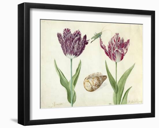 Two Tulips, a shell and a grasshopper, 1637-45-Jacob Marrel-Framed Giclee Print