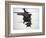 Two UH-60 Black Hawks Underway on a Mission over Northern Iraq-null-Framed Photographic Print