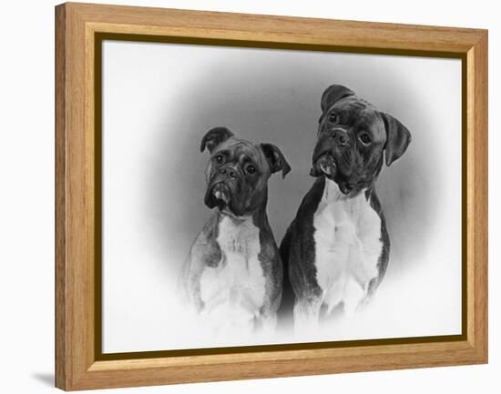 Two Unidentified Boxer Heads Slightly Tilted-Thomas Fall-Framed Premier Image Canvas