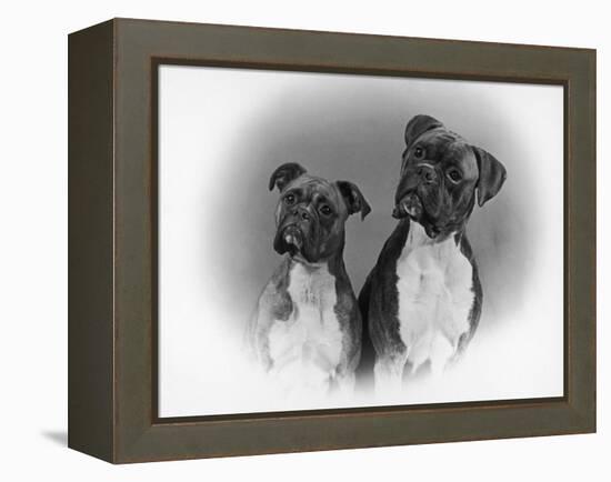 Two Unidentified Boxer Heads Slightly Tilted-Thomas Fall-Framed Premier Image Canvas