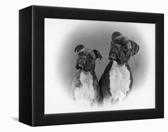 Two Unidentified Boxer Heads Slightly Tilted-Thomas Fall-Framed Premier Image Canvas