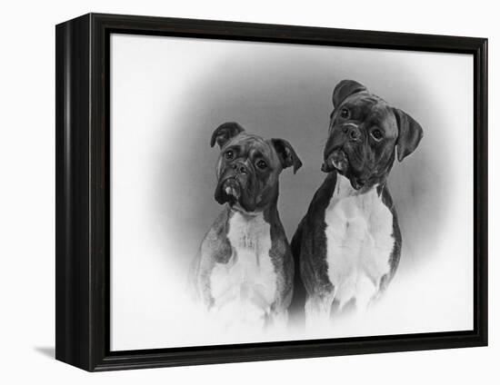 Two Unidentified Boxer Heads Slightly Tilted-Thomas Fall-Framed Premier Image Canvas