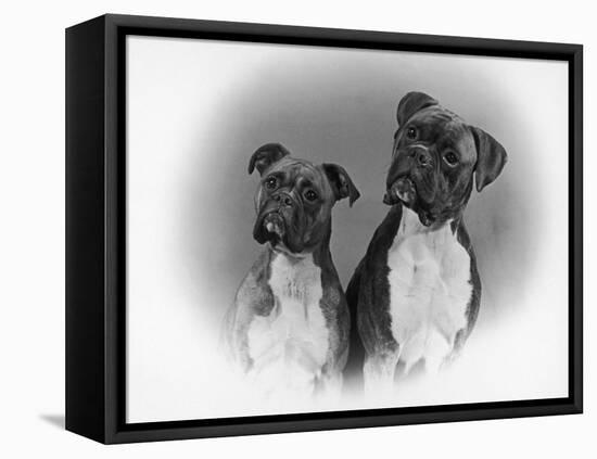 Two Unidentified Boxer Heads Slightly Tilted-Thomas Fall-Framed Premier Image Canvas