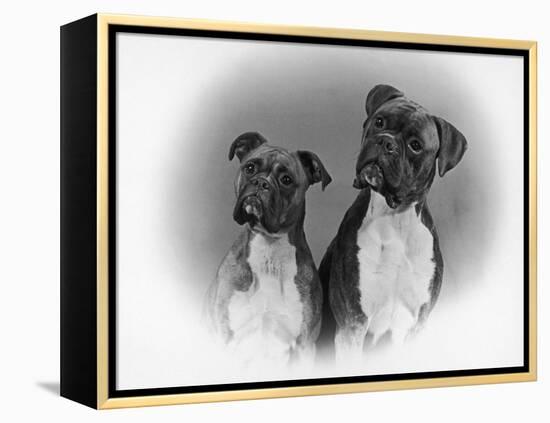 Two Unidentified Boxer Heads Slightly Tilted-Thomas Fall-Framed Premier Image Canvas