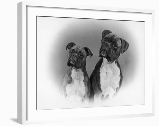 Two Unidentified Boxer Heads Slightly Tilted-Thomas Fall-Framed Photographic Print