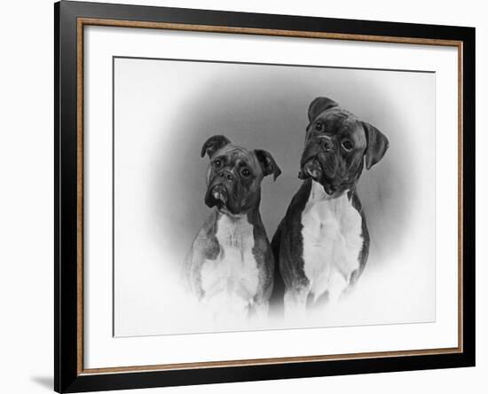 Two Unidentified Boxer Heads Slightly Tilted-Thomas Fall-Framed Photographic Print