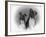 Two Unidentified Boxer Heads Slightly Tilted-Thomas Fall-Framed Photographic Print