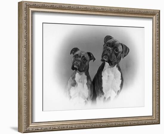 Two Unidentified Boxer Heads Slightly Tilted-Thomas Fall-Framed Photographic Print