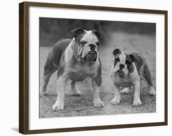 Two Unnamed Bulldogs Stand Together Owned by Green-Thomas Fall-Framed Photographic Print