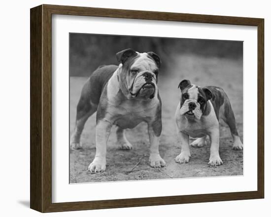 Two Unnamed Bulldogs Stand Together Owned by Green-Thomas Fall-Framed Photographic Print