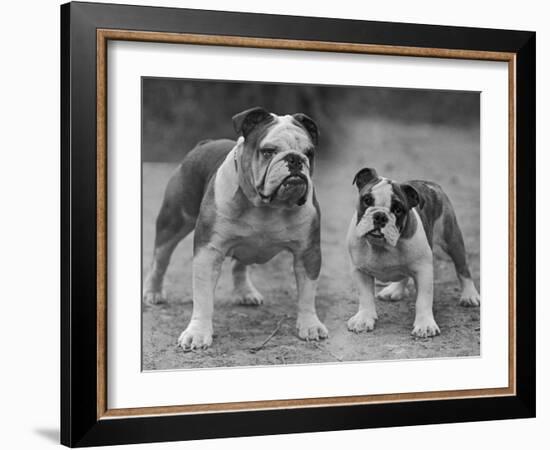 Two Unnamed Bulldogs Stand Together Owned by Green-Thomas Fall-Framed Photographic Print