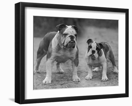 Two Unnamed Bulldogs Stand Together Owned by Green-Thomas Fall-Framed Photographic Print