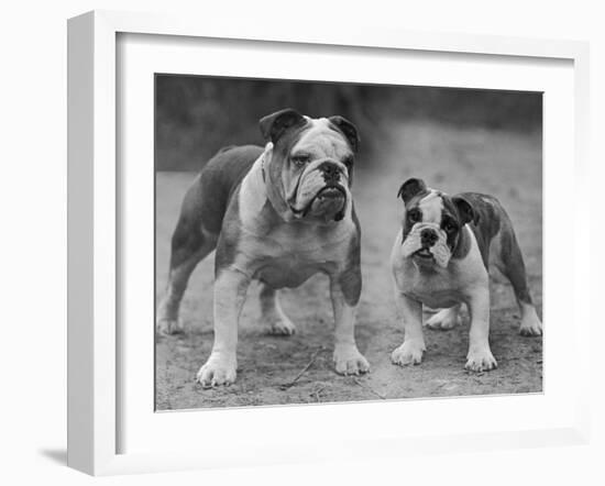 Two Unnamed Bulldogs Stand Together Owned by Green-Thomas Fall-Framed Photographic Print