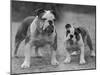 Two Unnamed Bulldogs Stand Together Owned by Green-Thomas Fall-Mounted Photographic Print