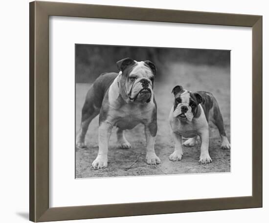 Two Unnamed Bulldogs Stand Together Owned by Green-Thomas Fall-Framed Photographic Print