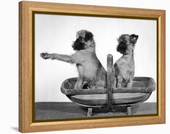 Two Unnamed Griffons Owned by Scholfield Sitting in a Trug-Thomas Fall-Framed Premier Image Canvas