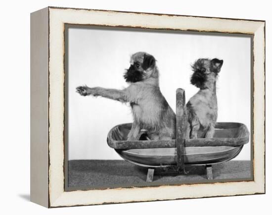 Two Unnamed Griffons Owned by Scholfield Sitting in a Trug-Thomas Fall-Framed Premier Image Canvas