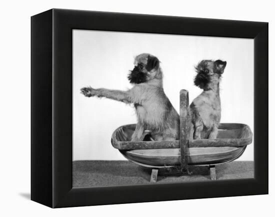 Two Unnamed Griffons Owned by Scholfield Sitting in a Trug-Thomas Fall-Framed Premier Image Canvas