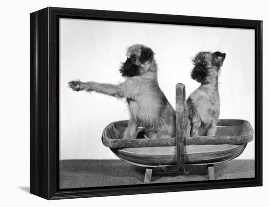 Two Unnamed Griffons Owned by Scholfield Sitting in a Trug-Thomas Fall-Framed Premier Image Canvas