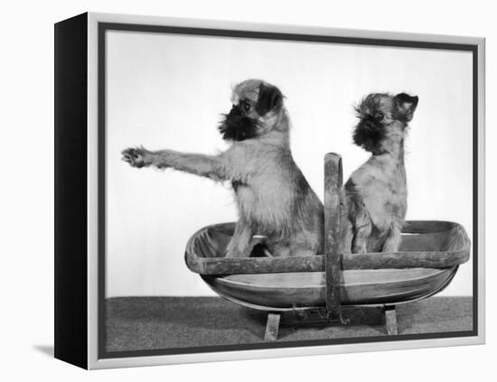 Two Unnamed Griffons Owned by Scholfield Sitting in a Trug-Thomas Fall-Framed Premier Image Canvas