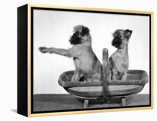 Two Unnamed Griffons Owned by Scholfield Sitting in a Trug-Thomas Fall-Framed Premier Image Canvas