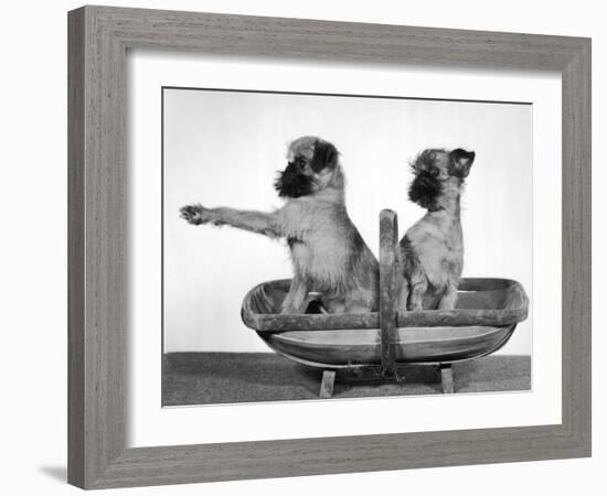Two Unnamed Griffons Owned by Scholfield Sitting in a Trug-Thomas Fall-Framed Photographic Print