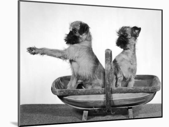 Two Unnamed Griffons Owned by Scholfield Sitting in a Trug-Thomas Fall-Mounted Photographic Print