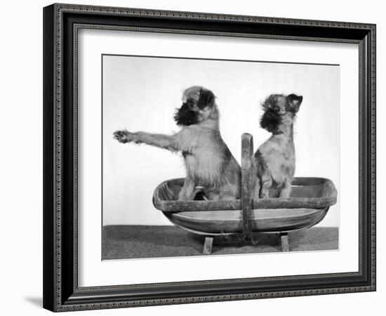 Two Unnamed Griffons Owned by Scholfield Sitting in a Trug-Thomas Fall-Framed Photographic Print