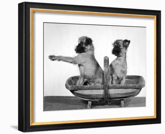 Two Unnamed Griffons Owned by Scholfield Sitting in a Trug-Thomas Fall-Framed Photographic Print