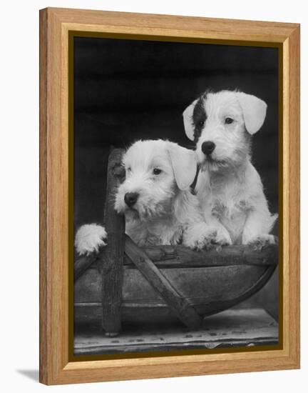 Two Unnamed Sealyhams Sitting in a Trug-Thomas Fall-Framed Premier Image Canvas