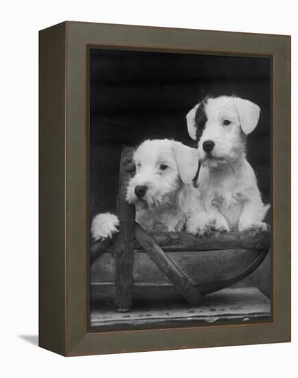 Two Unnamed Sealyhams Sitting in a Trug-Thomas Fall-Framed Premier Image Canvas