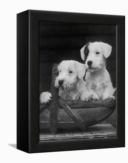 Two Unnamed Sealyhams Sitting in a Trug-Thomas Fall-Framed Premier Image Canvas