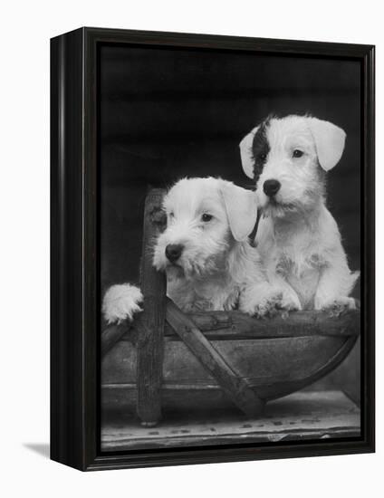 Two Unnamed Sealyhams Sitting in a Trug-Thomas Fall-Framed Premier Image Canvas