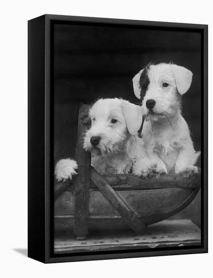 Two Unnamed Sealyhams Sitting in a Trug-Thomas Fall-Framed Premier Image Canvas