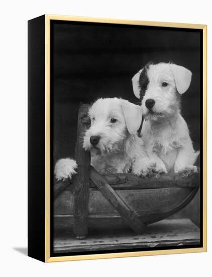 Two Unnamed Sealyhams Sitting in a Trug-Thomas Fall-Framed Premier Image Canvas