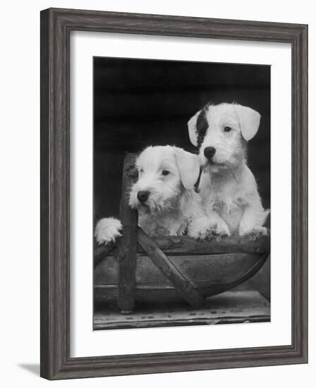 Two Unnamed Sealyhams Sitting in a Trug-Thomas Fall-Framed Photographic Print