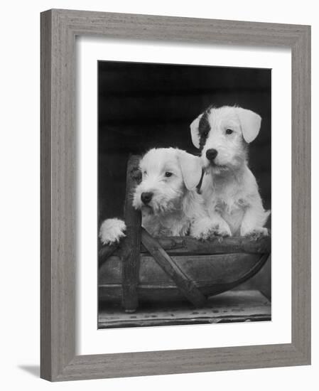 Two Unnamed Sealyhams Sitting in a Trug-Thomas Fall-Framed Photographic Print