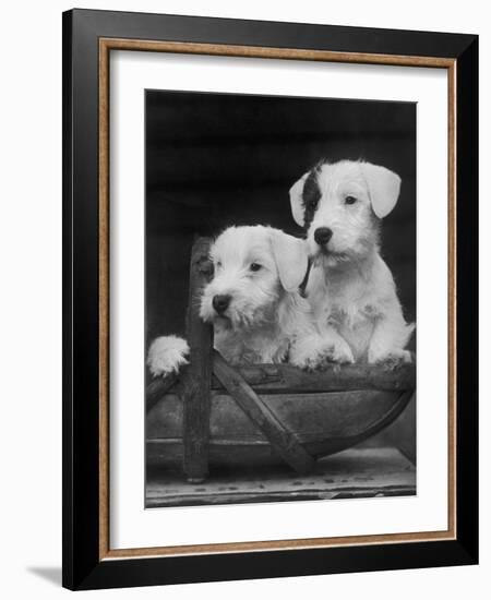 Two Unnamed Sealyhams Sitting in a Trug-Thomas Fall-Framed Photographic Print