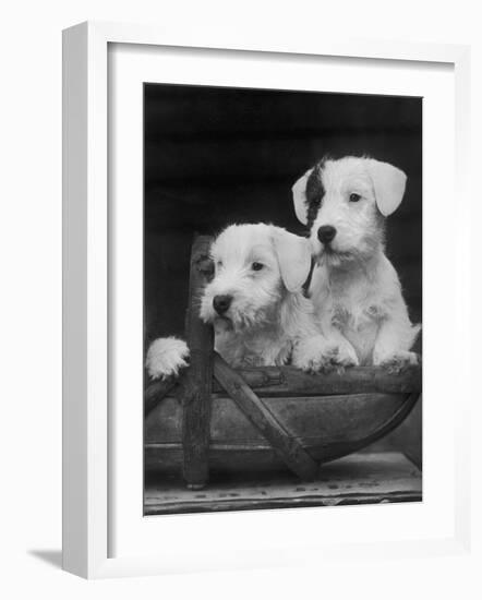 Two Unnamed Sealyhams Sitting in a Trug-Thomas Fall-Framed Photographic Print