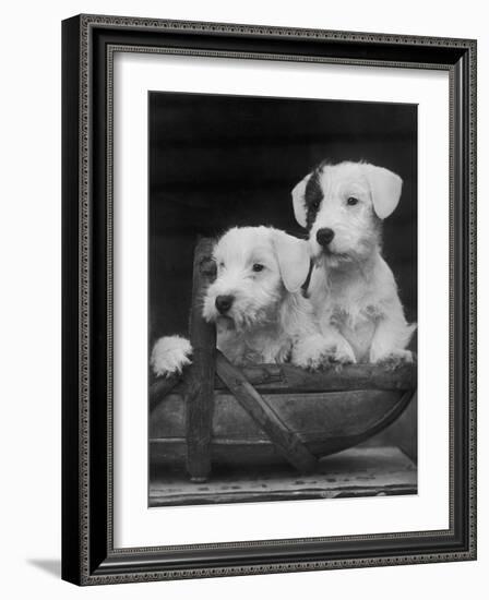 Two Unnamed Sealyhams Sitting in a Trug-Thomas Fall-Framed Photographic Print