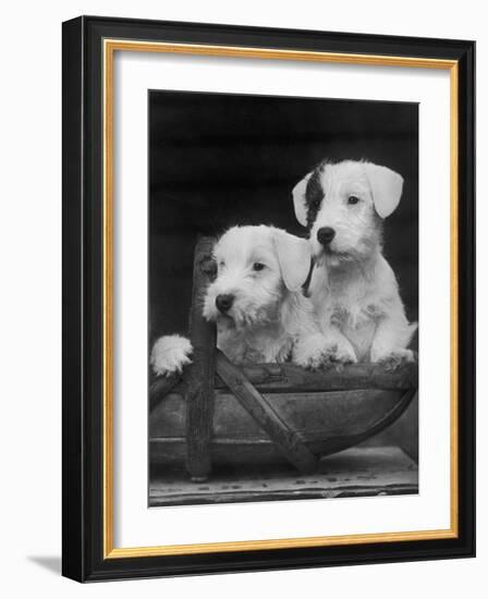 Two Unnamed Sealyhams Sitting in a Trug-Thomas Fall-Framed Photographic Print