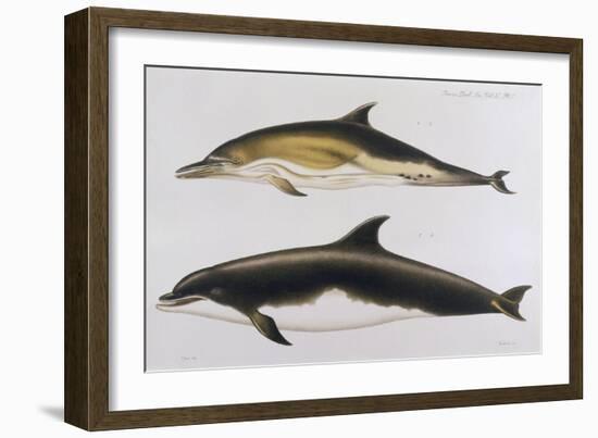 Two Varieties of Dolphin: Delphinus Delphis (Top) Delphinus Tursio-J. Smit-Framed Premium Giclee Print